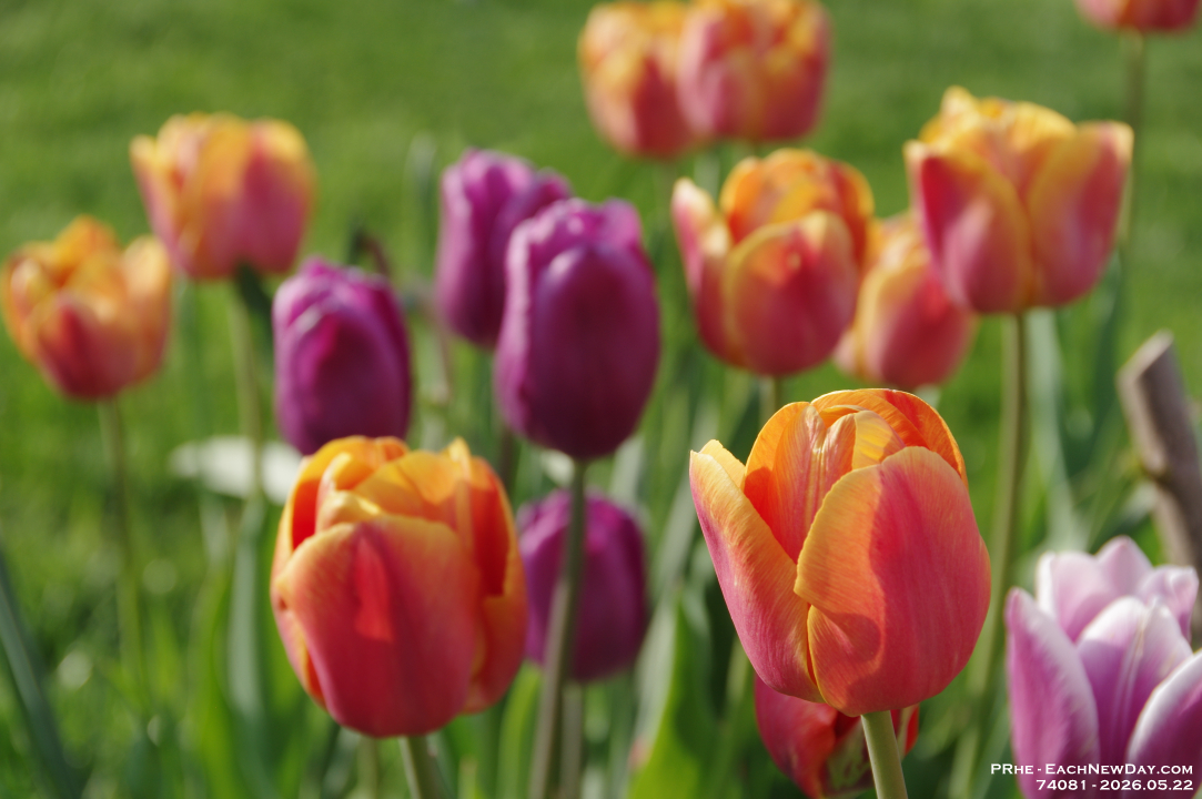 74081Re - Tulips at sundown